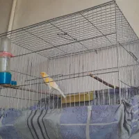 قناری نر رسمی بلند