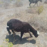 بره نر