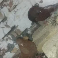 کبوتر