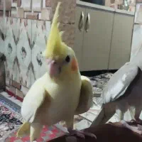 عروس هلندی سخنگو