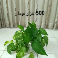 گل‌های طبیعی زیبا