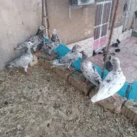 کبوترسرور،مولد