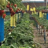 نشا توت فرنگی آلبیون