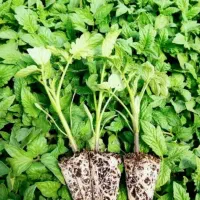 یک سینی نشا گوجه سوپر استار
