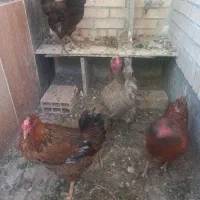 مرغ تخم گذار گلین