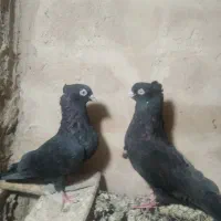 نروماده زاغ آبادانی