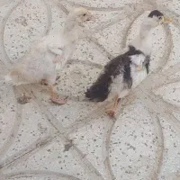 اردک