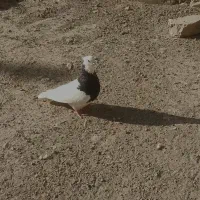 کبوترطوقی سیاه ماده اس