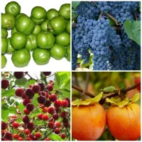 فروش انواع ریشه انگور گوجه سبز خرمالو البالو