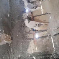 کبوتر رنگه بوم صید