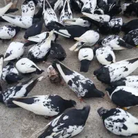 فروش کبوتر سینه سیاه