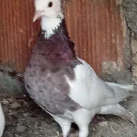 کبوتر ساده