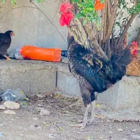 خروس معاوضه با مرغ محلی