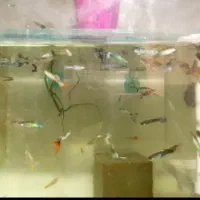 آکواریوم و ماهی گوپی