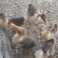 فروش جوجه غاز
