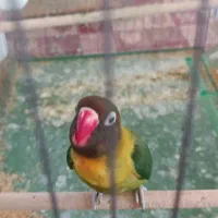 یک جفت کوتوله و ده تا مرغ عشق