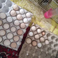 تخم مرغ محلی