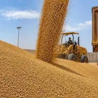 گندم پیشگام تمیز فروشی