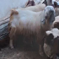 بز نر(ساورن)