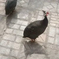 مرغ شاخ دار