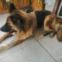 واگذاری ژرمن