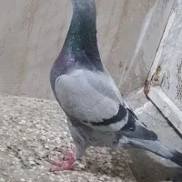 کفتر