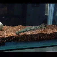 ماهی گار (الیگیتور)