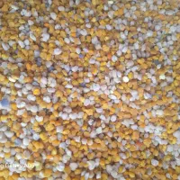 گرده گل از زنبورستان خودم مقدار محدود کیلو۶۰۰ عمده