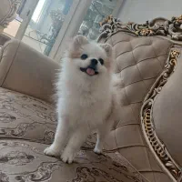 سگ پامر خرسی نر پاندایی