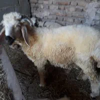 یک عدد بره نرشیشک
