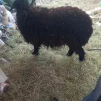 فروش ۲عدد بره ماده چاق