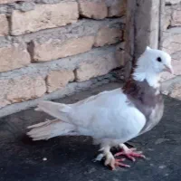 کفتر