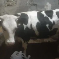 ‌گوساله ماده ۱۰ماهه سیمینتال