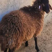 تست ژنتیکی و تشخیص آبستنی با سونوگرافی