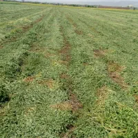 علوفه و یونجه