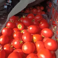 گوجه فرنگی