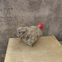 خروس کوشین بسیار زیبا