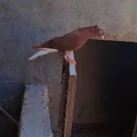 کبوتر