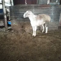 گوسفند زنده