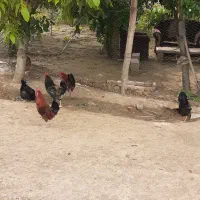 فروش حیوانات مزرعه