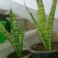 گل سانسوریا