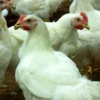 مرغ زنده
