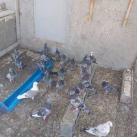 کبوتر پلاکی