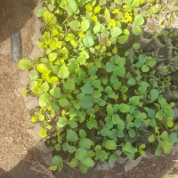 بذر بادمجان