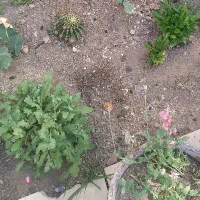 خشه برای دام