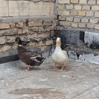 اردک