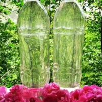 گلاب خانگی اعلا سبزی خشک تمیز