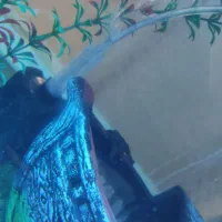 ماهی|ماهی|دهگلان, |دیوار