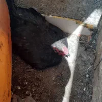مرغ کرچ