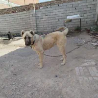 واگذاری توله